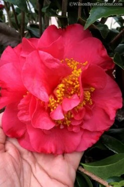 Front Page 35 Kramers Supreme Red Double Camellia Japonica - 2 Gallon Pot