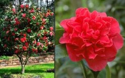 Kramers Supreme Red Double Camellia Japonica - 2 Gallon Pot 11 Kramers Supreme Red Double Camellia Japonica - 2 Gallon Pot -Wilson Bros Gardens Camellia Kramers Supreme 2