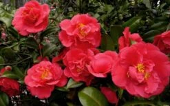 Kramers Supreme Red Double Camellia Japonica - 2 Gallon Pot 10 Kramers Supreme Red Double Camellia Japonica - 2 Gallon Pot -Wilson Bros Gardens Camellia Kramers Supreme 52