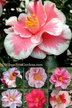 Lady Vansittart Multicolor Camellia Japonica - 3 Gallon Pot -Wilson Bros Gardens Camellia Lady Vansittart 500x750 1