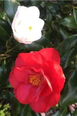 Lady Vansittart Multicolor Camellia Japonica - 3 Gallon Pot -Wilson Bros Gardens Camellia Lady Vansittart Red Flower 1