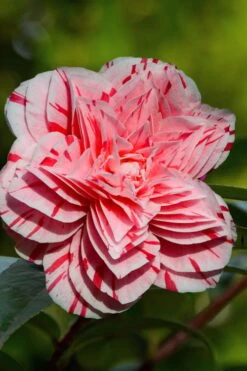 Les Marbury Camellia Japonica - 1 Gallon Pot -Wilson Bros Gardens Camellia Les Marbury 2