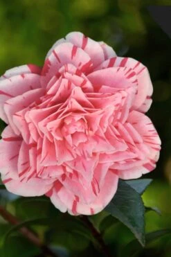 Les Marbury Camellia Japonica - 1 Gallon Pot -Wilson Bros Gardens Camellia Les Marbury 3