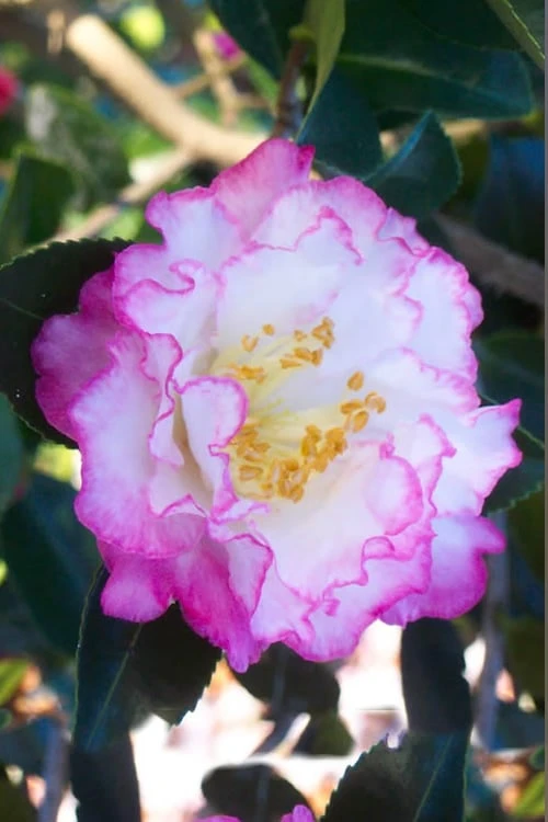 October Magic Inspiration Camellia - 3 Gallon Pot 3 October Magic Inspiration Camellia - 3 Gallon Pot