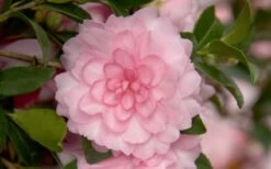 October Magic Pink Perplexion Camellia - 3 Gallon Pot -Wilson Bros Gardens Camellia October Magic Pink Perplexion