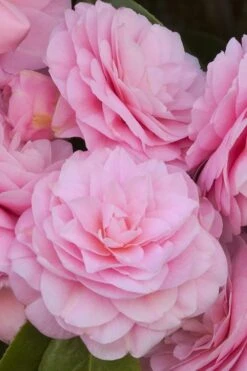 Pearl Maxwell Camellia Japonica - 3 Gallon Pot 13 Pearl Maxwell Camellia Japonica - 3 Gallon Pot -Wilson Bros Gardens Camellia Pearl Maxwell 10