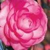 Pink Princess Camellia Japonica - 3 Gallon Pot -Wilson Bros Gardens Camellia Pink Princess 1