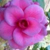 Purple Dawn Camellia Japonica - 3 Gallon Pot