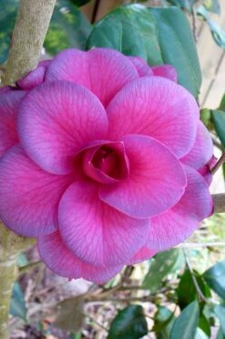 Front Page 37 Purple Dawn Camellia Japonica - 3 Gallon Pot