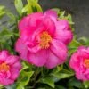 Royal Flush Shi Shi Variegated Camellia Sasanqua - 3 Gallon Pot -Wilson Bros Gardens Camellia Royal Flush Shi Shi 4
