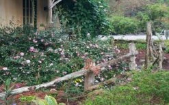 Sarrel Dwarf Camellia Sasanqua - 3 Gallon Pot 9 Sarrel Dwarf Camellia Sasanqua - 3 Gallon Pot -Wilson Bros Gardens Camellia Sarrel 5