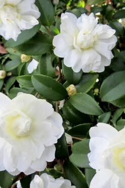 Snow Flurry Cold Hardy Camellia Hybrid - 3 Gallon Pot -Wilson Bros Gardens Camellia Snow Flurry 6