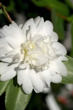 Snow Flurry Cold Hardy Camellia Hybrid - 3 Gallon Pot -Wilson Bros Gardens Camellia Snow Flurry 8