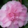 Sarrel Dwarf Camellia Sasanqua - 3 Gallon Pot 1 Sarrel Dwarf Camellia Sasanqua - 3 Gallon Pot -Wilson Bros Gardens Camellia Sorrel 1