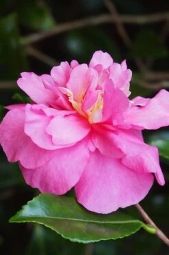 Front Page 23 Sparkling Burgundy Camellia Sasanqua - 1 Gallon Pot