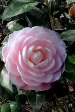 Front Page 43 Winter's Rose Cold Hardy Dwarf Camellia - 2 Gallon Pot