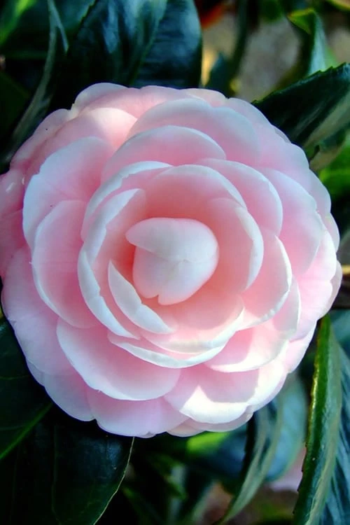Winter's Rose Cold Hardy Dwarf Camellia - 2 Gallon Pot 6 Winter's Rose Cold Hardy Dwarf Camellia - 2 Gallon Pot - Image 4