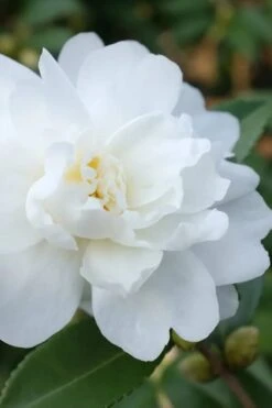 Front Page 27 Winter's Waterlily Cold Hardy Camellia - 1 Gallon Pot