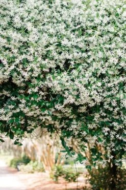 Madison Confederate Jasmine - 6 Pack Of 1 Gallon Pots 13 Madison Confederate Jasmine - 6 Pack Of 1 Gallon Pots -Wilson Bros Gardens Campsis Madame Galen 18 1