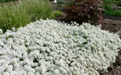 Tahoe Candytuft - Iberis Sempervirens - 10 Count Flat Of Quart Pots -Wilson Bros Gardens Candytuft Tahoe 3