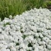 Tahoe Candytuft - Iberis Sempervirens - 10 Count Flat Of Quart Pots -Wilson Bros Gardens Candytuft Tahoe 4