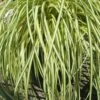Evergold Japanese Sedge (Carex Hachijoensis) - 10 Pack Of Quart Pots 2 Evergold Japanese Sedge (Carex Hachijoensis) - 10 Pack Of Quart Pots -Wilson Bros Gardens Carex Evergold 500x750 1