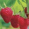 Caroline Raspberry - 2 Gallon Pot -Wilson Bros Gardens Caroline Raspberry 1 1