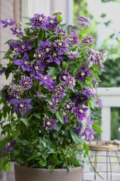 Taiga Clematis - 1 Gallon Pot 13 Taiga Clematis - 1 Gallon Pot -Wilson Bros Gardens Clematis Taiga 10 1