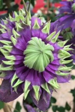 Taiga Clematis - 3 Gallon Pot -Wilson Bros Gardens Clematis Taiga 2