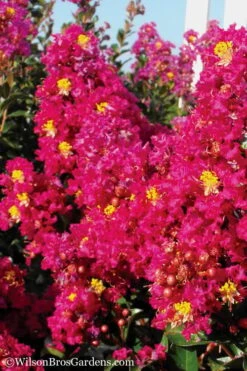 Berry Dazzle Dwarf Crape Myrtle - 2 Gallon Pot 11 Berry Dazzle Dwarf Crape Myrtle - 2 Gallon Pot -Wilson Bros Gardens Crape Myrtle Berry Dazzle 11