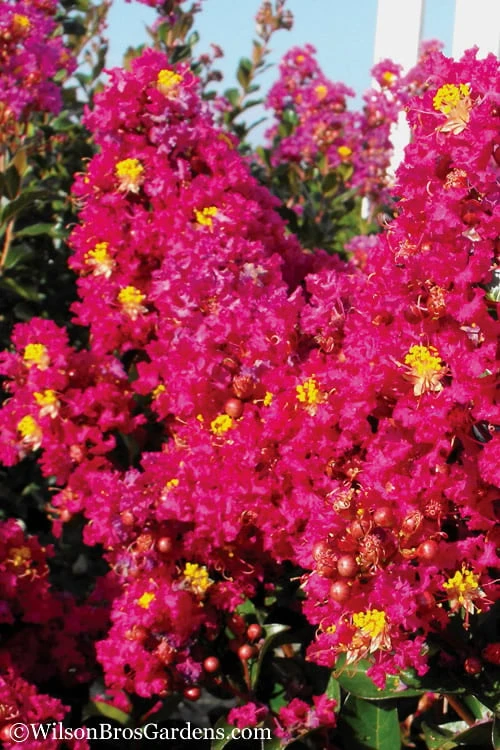 Berry Dazzle Dwarf Crape Myrtle - 2 Gallon Pot 6 Berry Dazzle Dwarf Crape Myrtle - 2 Gallon Pot - Image 4