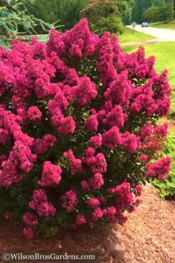 Berry Dazzle Dwarf Crape Myrtle - 2 Gallon Pot 12 Berry Dazzle Dwarf Crape Myrtle - 2 Gallon Pot -Wilson Bros Gardens Crape Myrtle Berry Dazzle 14