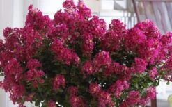Berry Dazzle Dwarf Crape Myrtle - 2 Gallon Pot 13 Berry Dazzle Dwarf Crape Myrtle - 2 Gallon Pot -Wilson Bros Gardens Crape Myrtle Berry Dazzle 3 1