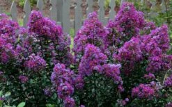 Purple Magic Crape Myrtle Tree (Multi Trunk) - 7 Gallon Pot -Wilson Bros Gardens Crape Myrtle Purple Magic 13