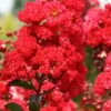 Ruffled Red Magic Crape Myrtle (Multi Trunk) - 7 Gallon Pot -Wilson Bros Gardens Crape Myrtle Ruffled Red Magic 500x750 1