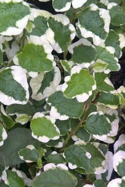 Variegated Creeping Fig - Ficus Pumila 'Variegata' - 6 Pack Of Pint Pots -Wilson Bros Gardens Creeping Fig Variegated Ficus Pumila Rev 500x750 1