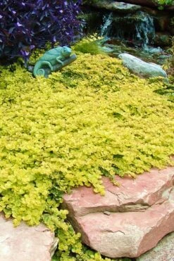 Golden Creeping Jenny - Lysimachia Nummularia Aurea - 10 Pack Of Pint Pots -Wilson Bros Gardens Creeping Jenny 20 1