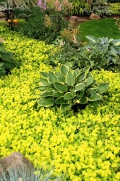 Golden Creeping Jenny - Lysimachia Nummularia Aurea - 10 Pack Of Pint Pots -Wilson Bros Gardens Creeping Jenny 21 1