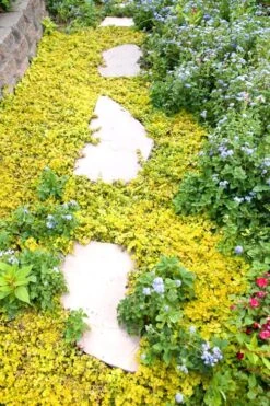 Golden Creeping Jenny - Lysimachia Nummularia Aurea - 10 Pack Of Pint Pots -Wilson Bros Gardens Creeping Jenny 25 1