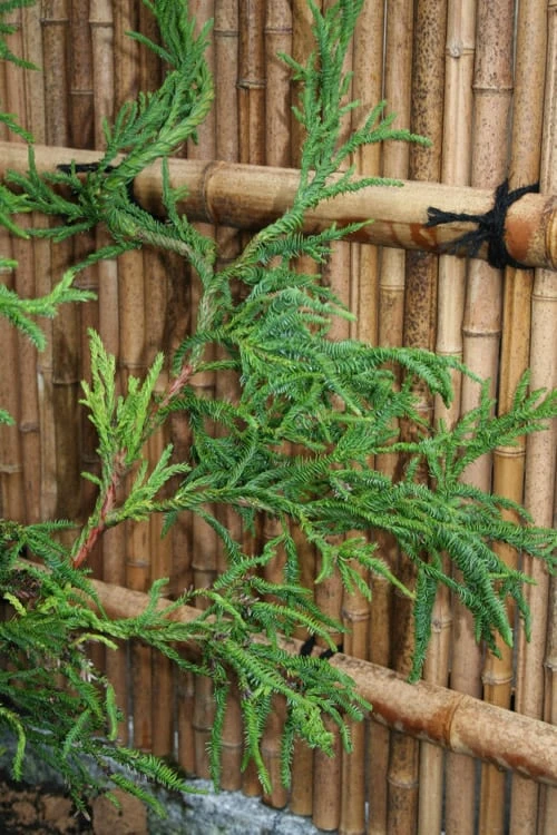 Rasen Sugi Cryptomeria Japanese Cedar - 3 Gallon Pot 8 Rasen Sugi Cryptomeria Japanese Cedar - 3 Gallon Pot - Image 6