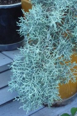 Blue Ice Arizona Cypress - 7 Gallon Pot (5-6') -Wilson Bros Gardens Cypress Blue Ice 10