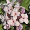 Eternal Fragrance Pink Summer Daphne - Daphne X Transatlantica 'BLAFRA' - 1 Gallon Pot 1 Eternal Fragrance Pink Summer Daphne - Daphne X Transatlantica 'BLAFRA' - 1 Gallon Pot -Wilson Bros Gardens Daphne Eternal Fragrance 1