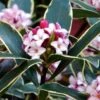 Variegated Pink Winter Daphne - 1 Gallon Pot -Wilson Bros Gardens Daphne Odora Variegata Winter Daphne 500x750 1