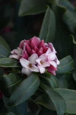Zuiko Nishiki Winter Daphne Odora - 2 Gallon Pot -Wilson Bros Gardens Daphne Odora Zuiko Nishiki 6
