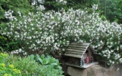 Summer Ice Daphne - 1 Gallon Pot 10 Summer Ice Daphne - 1 Gallon Pot -Wilson Bros Gardens Daphne Summer Ice 4