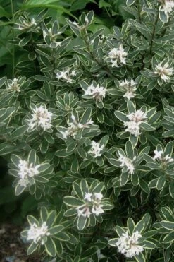 Summer Ice Daphne - 1 Gallon Pot 11 Summer Ice Daphne - 1 Gallon Pot -Wilson Bros Gardens Daphne Summer Ice 6