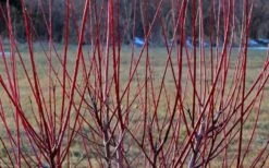 Variegated Dappled Willow Tree - Salix Integra 'Hakuro Nishiki' - 5 Gallon Pot -Wilson Bros Gardens Dappled Willow Tree Stems