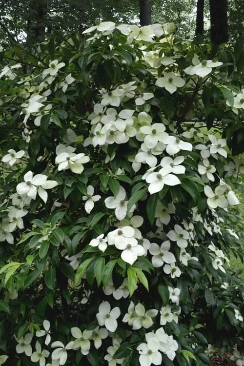 Empress Of China Dogwood - 5 Gallon Pot 7 Empress Of China Dogwood - 5 Gallon Pot - Image 5