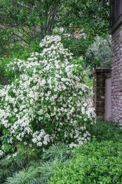 Empress Of China Dogwood - 7 Gallon Pot (4-5') 12 Empress Of China Dogwood - 7 Gallon Pot (4-5') -Wilson Bros Gardens Dogwood Empress Of China 500x750 3