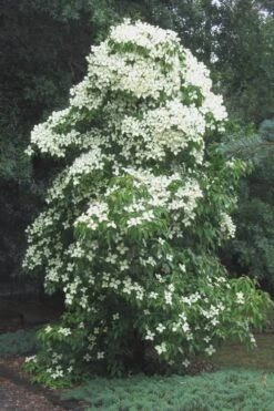 Empress Of China Dogwood - 7 Gallon Pot (4-5') 14 Empress Of China Dogwood - 7 Gallon Pot (4-5') -Wilson Bros Gardens Dogwood Empress Of China 51 2